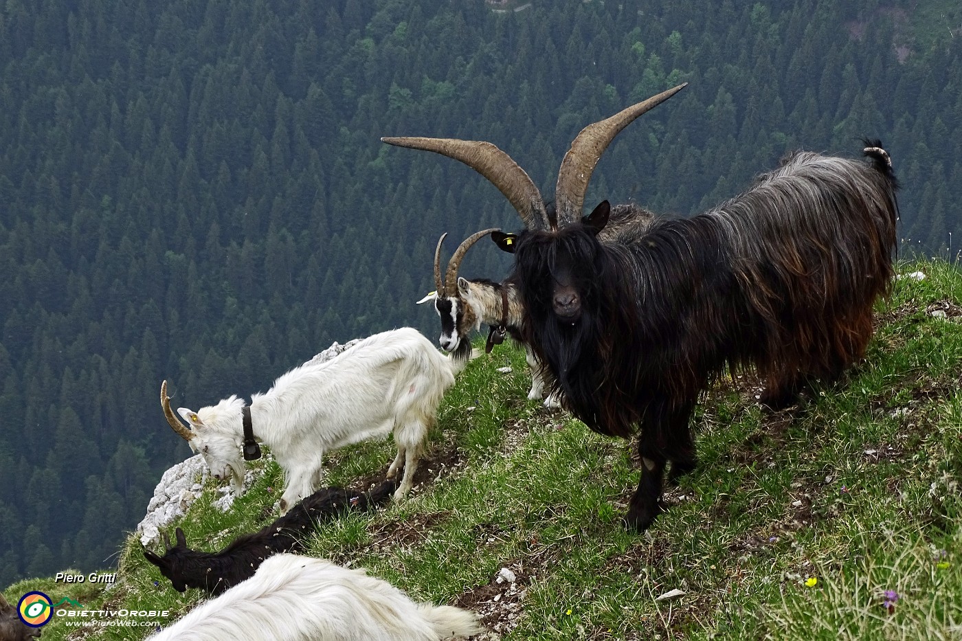 67 Cima di Monte Vetro (2054 m) con caprone orobico.JPG -                                